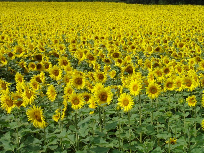 yoga holiday sunflowers